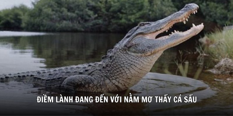 Điềm lành đang đến với nằm mơ thấy cá sấu